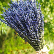 Listing image for Lavender Dried Ultra Blue Bundles 400+ Stems(16" - 18" Long) for Home Decor, Cra