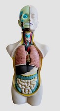 Listing image for Edu-Science Human Torso Model Kit Anatomy Biology with Removable Organs