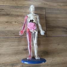 Listing image for Wild Science Realistic Anatomical Human Scale Model