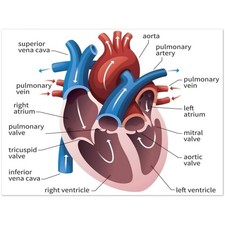 Listing image for Human Heart Anatomy Diagram Poster Educational Medical Science Chart