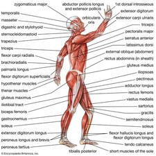 Listing image for Human Muscular System Anatomy Side View Medical Education Science Chart Poster