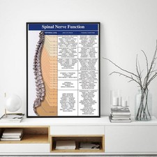 Listing image for UK - Spinal Nerve Function Educational Poster, Medical Science Wall Chart