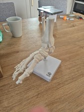 Listing image for Anatomical Foot Model Skeleton for w/ Display Base for Medical School Stud