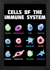 Listing image for Biology Biologist Framed Wall Art Poster Canvas Print Picture