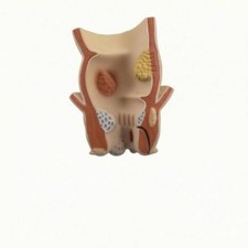 Listing image for Digestive Pathology Model Molded Medical Display PVC for Demonstration