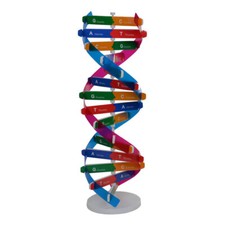 Listing image for Dna Models Classroom Human Dna Model Protein Model Kit Dna Molecule Model