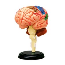 Listing image for Human Brain Display Medical Model for Neuroscience Teaching Anatomical Model